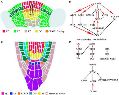 Maintenance of stem cell activity in plant development and stress responses